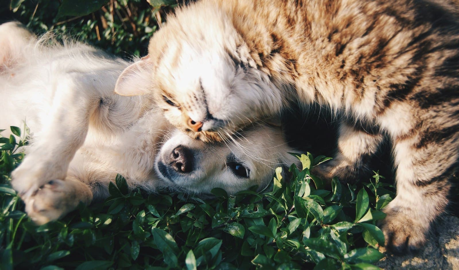 Perro y gato descansando juntos entre plantas